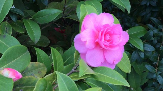 Camélia 'Camellia Williamsii Debbie' La Fleur S'irise Rose Cerise