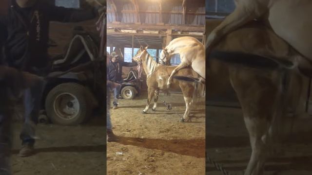 Palomino horse breeding смотреть онлайн