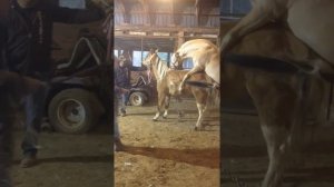 Palomino horse breeding