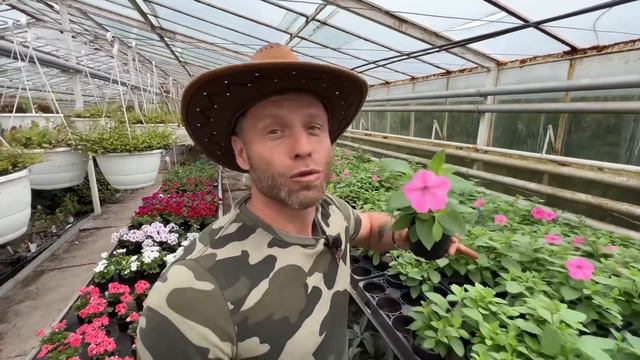 SUPERTUNIA VISTA BUBBLEGUM🌸 Seria Ciekawych Odmian Surfinii🪴