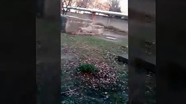 Пошли в заброшенную котельную с другом. Напали собаки. смотреть онлайн