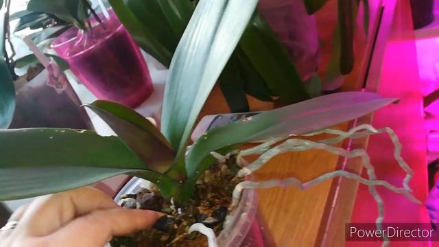 Орхидеи❤️пышность цветения зависит от возраста 🌹ответ на вопрос 🌸 смотреть онлайн