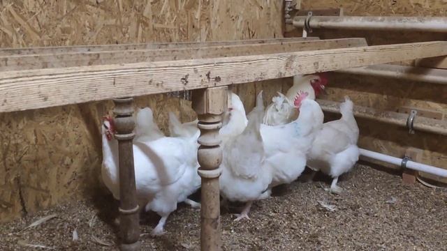 Маран Белый