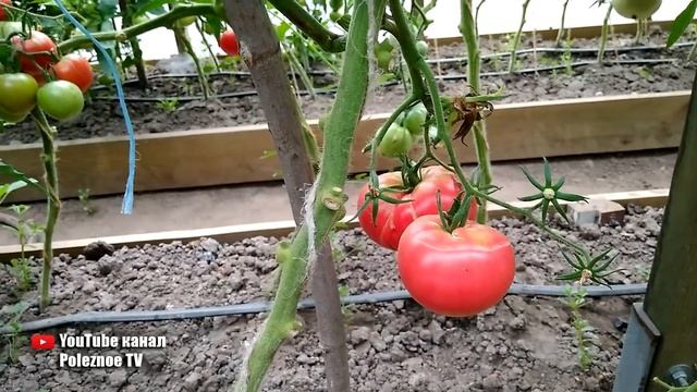 СОРТ ПОМИДОР КОРНЕЕВСКИЙ УРОЖАЙ СОБИРАЮ ЯЩИКАМИ смотреть онлайн