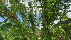 Слива Бербанк Гигант. 30 июля 2022. Самарская область