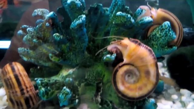 североамериканская улитка мариза . смотреть онлайн