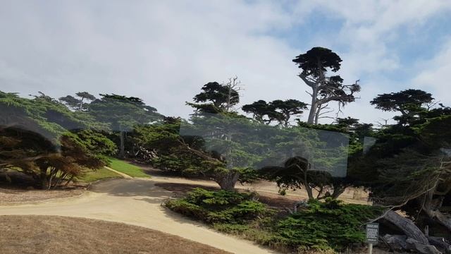 몬테레이 사이프레스(Cupressus Macrocarpa) [전미애가간다] 미국여행 전미애가만난사람 [유튜브마케팅]