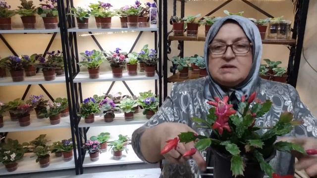 KORKUTULARAK YILBAŞI KAKTÜSLERİ (SCHLUMBERGERA TRUNCATA) NASIL AÇTIRILIR ? смотреть онлайн