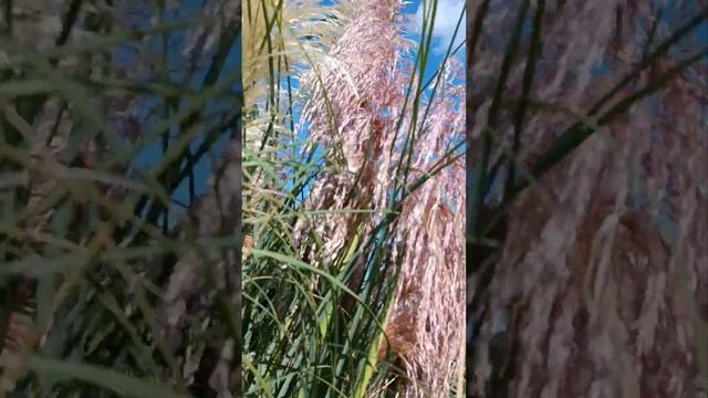 Пампасна трава або Кортадерія в осінньому саду. Україна Південь.17 вересня 2023 р.