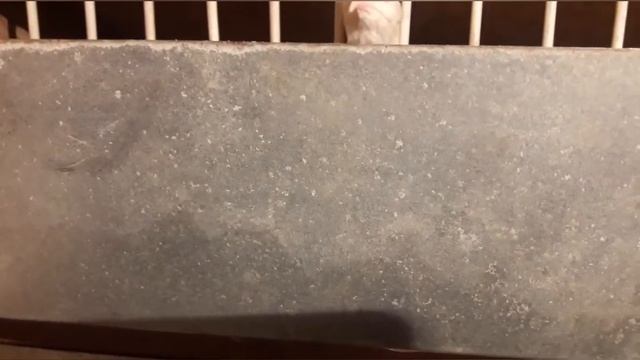 Установили клетку для перепелов, первые яйца!.Перевели перепелов в сарай. смотреть онлайн