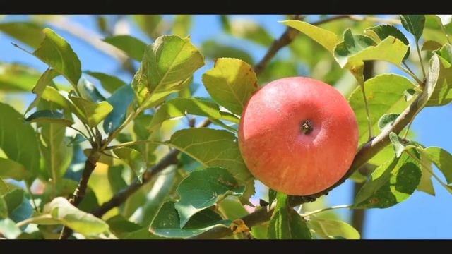 Яблочное желе. смотреть онлайн