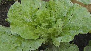 НАШАТЫРНЫЙ СПИРТ ПРОТИВ СЛИЗНЕЙ