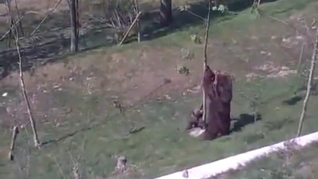 Мама-медведица помогает медвежонку слезть с дерева смотреть онлайн