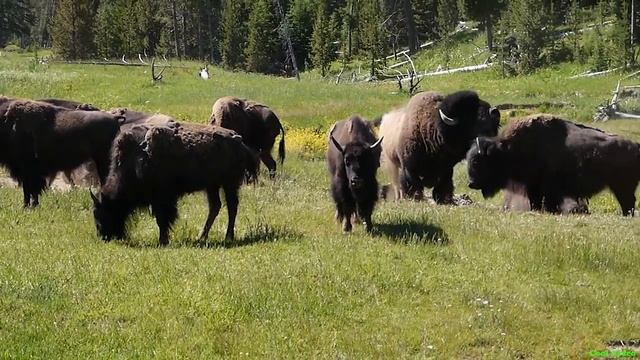 Американский Бизон - American bison смотреть онлайн