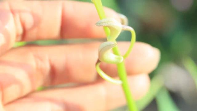 MY PERSONAL NEIGHBORHOOD ORCHID LADY - BLESSING & A CURSE смотреть онлайн