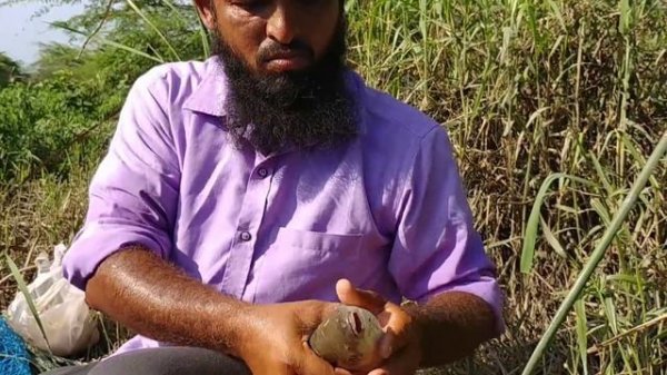 Big piranha Fish Catching||Rohu Fish hunting|Red bellied Fish Catching|Rohu Fishing|piranha Fishing