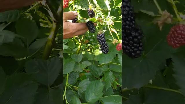 Обзор ежевики Натчез смотреть онлайн