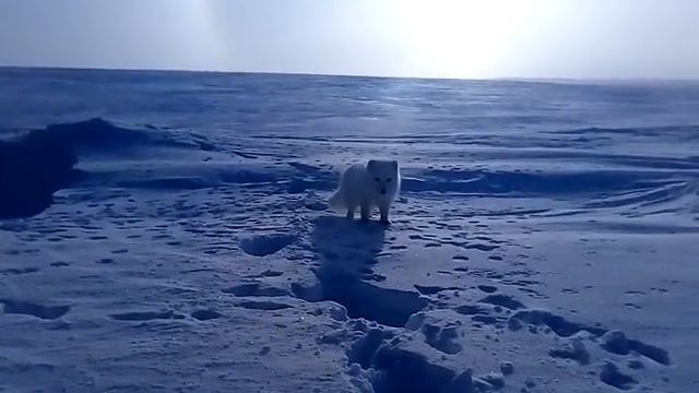Ручной песец. смотреть онлайн