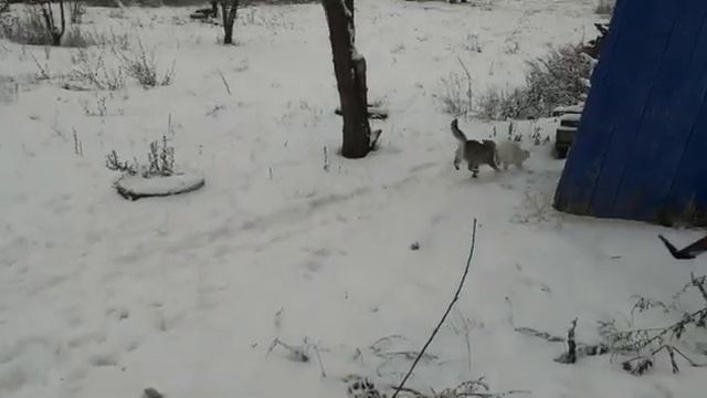 У котенка коньюктивит. Лечение. Выздоровление. смотреть онлайн