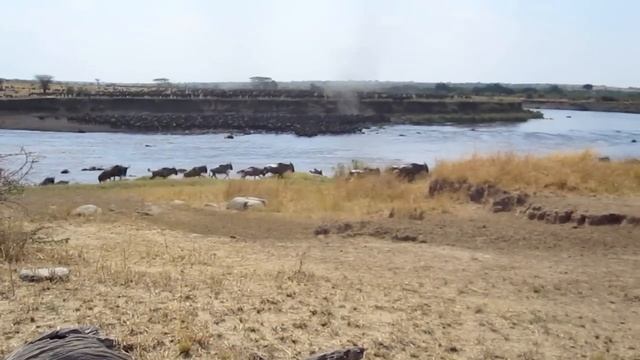 African Wildlife with SAFARI VENTURES смотреть онлайн