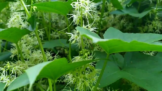 Стоит ли,выращивать на своём участке,,бешенный огурец,, смотреть онлайн