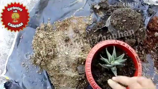 "Haworthia plant" How to Repot & Care Haworthia plant _"Gardening with CHAUHAN" смотреть онлайн