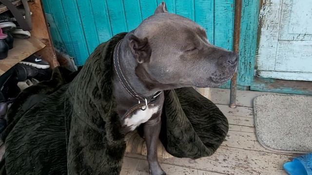 Нашли собаку ПИТБУЛЬ бегал на УЛИЦЕ смотреть онлайн