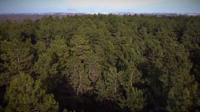 DJI Mavic Mini пролёт над лесом смотреть онлайн