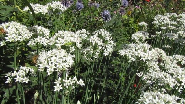 Allium honey смотреть онлайн