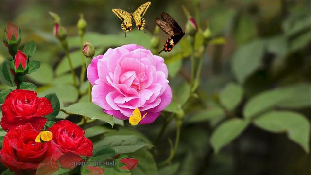 background Beautiful roses shimmering fanciful 4k смотреть онлайн