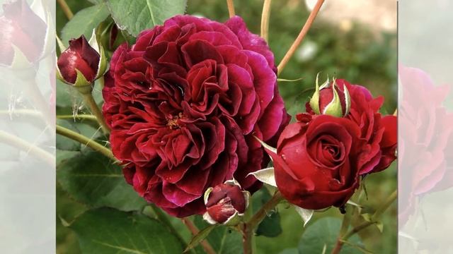 Tradescant Rose David Austin смотреть онлайн