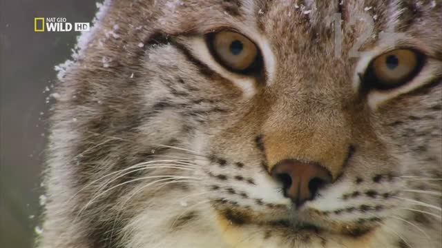 лучшие кошки.mkv смотреть онлайн