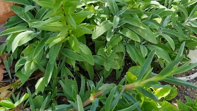 САД ФРАНЦУЗСКОЙ СВЕКРОВИ - СЕГОДНЯ ФРАНЦУЗЫ НИЧЕГО НЕ САЖАЮТ смотреть онлайн