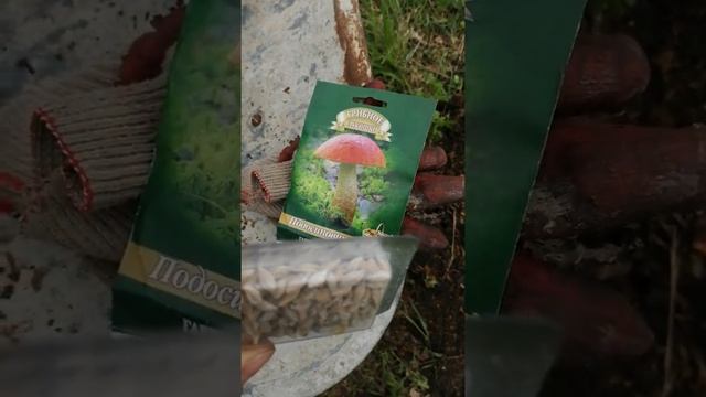 Загадочные грибные лабиринты