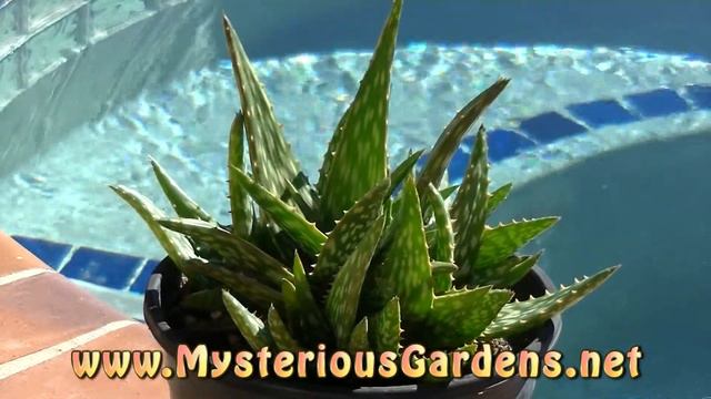 ALOE HARLANA | Mysterious Gardens | AL0094 смотреть онлайн