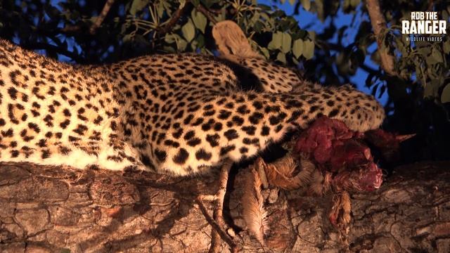 Leopard Family, Part 40 смотреть онлайн