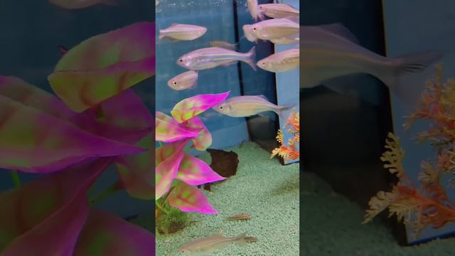 "У меня есть три желания, нету рыбки золотой .." Goldfish. смотреть онлайн