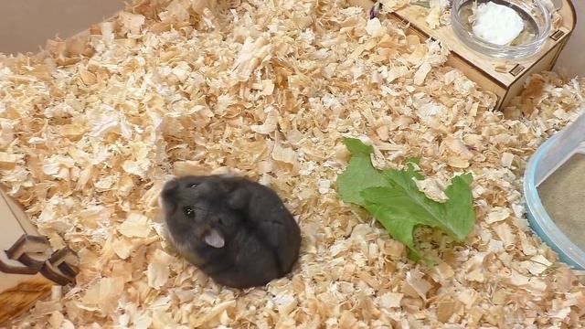 Хомячонок в кепочке / Как растут хомячата кэмпбелла / 3 день / Чем кормить хомячат / Alisa Easy Pet смотреть онлайн