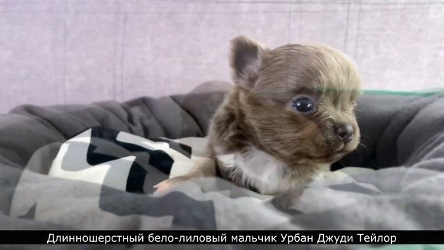 11.04.2023 - в нашем питомнике чихуахуа родился помет на букву "У", лиловые и шоколадные чихуахуа смотреть онлайн