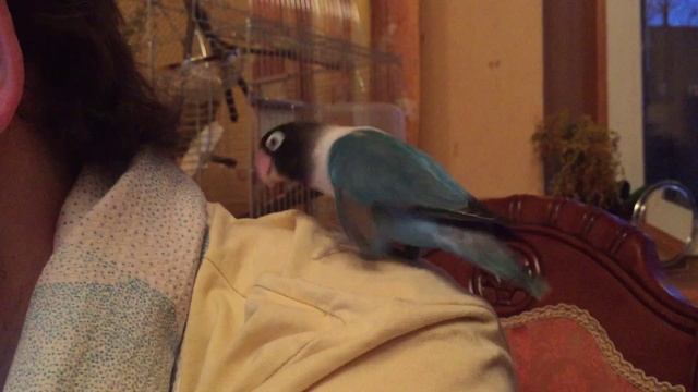 Прирученный неразлучник смотреть онлайн