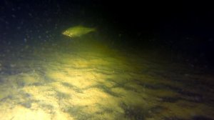 Зимняя рыбалка ночью, Подводное видео подо льдом