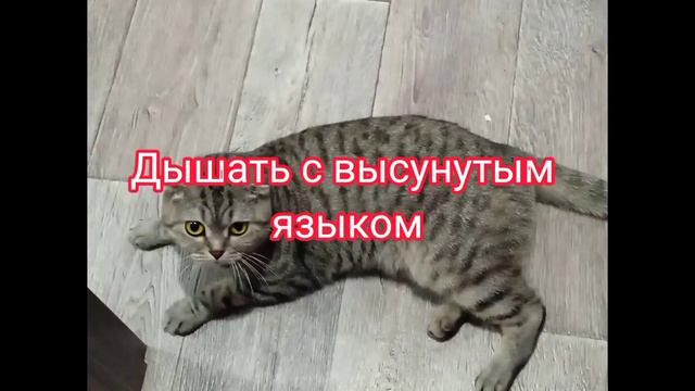 Вы знали,что человек не может сделать 3 следующие вещи: ... смотреть онлайн