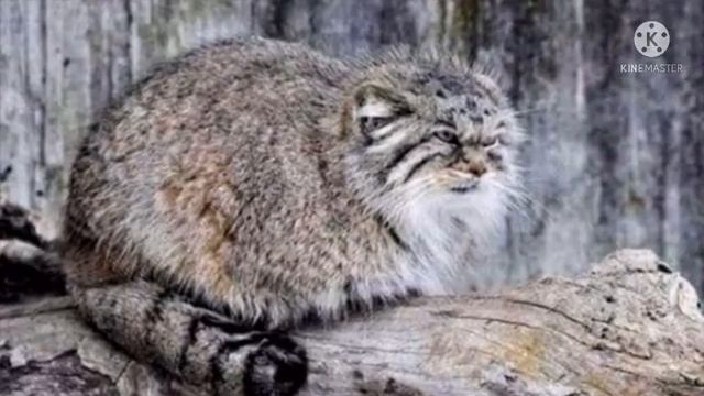 Старушка подобрала котенка, но она даже представить не могла, кто это! Невероятно смотреть онлайн