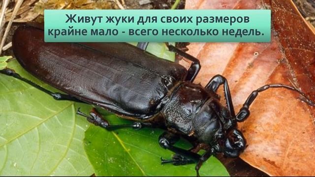 Дровосек титан Таинственный жук размером с ладонь Люди готовы отдать за него сотни долларов смотреть онлайн
