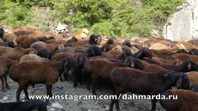 Гиссарские щищаки (1 год 4 месяца) и саги дахмарда старшего чабана Сафара на перегоне