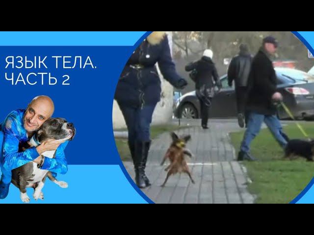 Язык тела (часть 2) смотреть онлайн