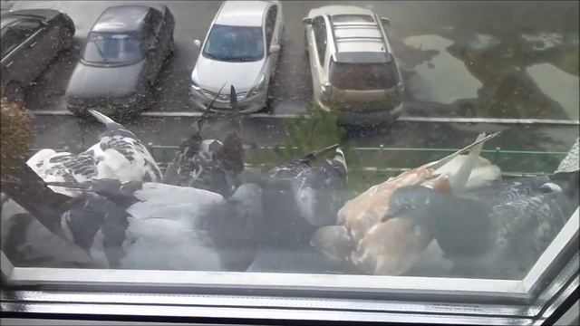 Кормление Голубей Челябинск смотреть онлайн