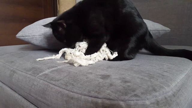 Кот делает массаж марле смотреть онлайн