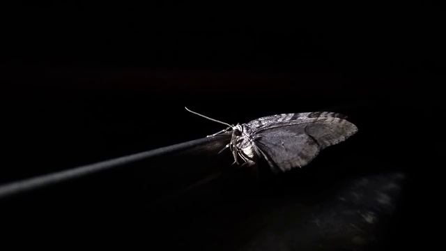 М Цветаева Над Феодосией угас #стихиолюбви #поэтыCеребряноговека смотреть онлайн