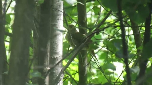 Поймать соловья! смотреть онлайн